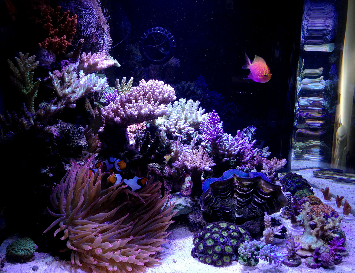 radion s and anemone
